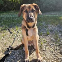 Leander - liebenswerter Lausbub, Hund zur Adoption