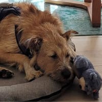 Hermine ist etwas Besonderes, Hündin zur Adoption