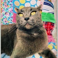 Göttin! unter schlechtem Stern geboren, Katze zur Adoption
