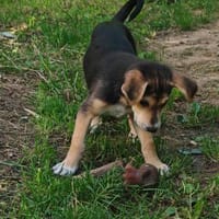 Toller Bruno sucht ein neues Zuhause, Hund zur Adoption