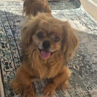 Einzelperson für unseren Bärli gesucht, Hund zur Adoption
