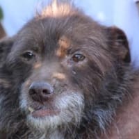 Inky - verschmuste, kleine Hündin, Hündin zur Adoption