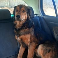 Sammy - sucht seine zweite Chance, Hund zur Adoption