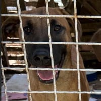 Pete sucht sein Zuhause  jung, klug und, Hund zur Adoption