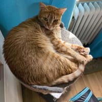 Katze Lela aus 81475 München 🍀, Katze zur Adoption