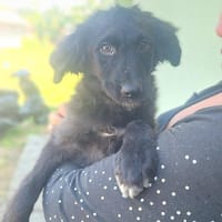 💕Dori💕 sucht ihre Familie! 💕🐾, Hündin zur Adoption