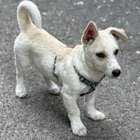 Süßer Dino sucht seine Familie, Hund zur Adoption