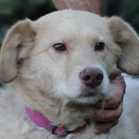 Diras - kinderlieber Familienhund, Hund zur Adoption