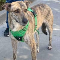 Traumhund Jessie sucht eine neue Familie, Hündin zur Adoption