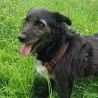 Cora  sucht liebevolles Zuhause, Hündin zur Adoption