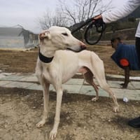 Canuto - sanfter Freund fürs Leben, Hund zur Adoption