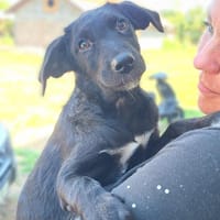 Unsere süße 💕Stella💕sucht ihre Familie, Hündin zur Adoption