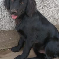 Dusty sucht seine Herzensmenschen!, Hund zur Adoption