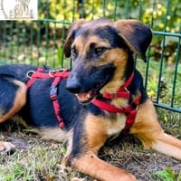Elmo  der lebensfrohe Teenager, Hund zur Adoption