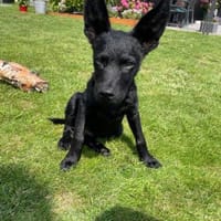 Der kleine Lian sucht sein Zuhause 💙, Hund zur Adoption