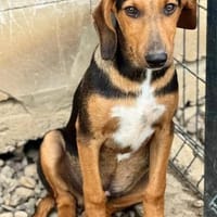 Feivel sucht ein liebevolles Zuhause, Hund zur Adoption