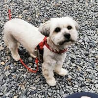 Rocksy su. erfahrene Besitzer, Hündin zur Adoption