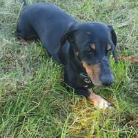 Harry - unkompliziert und verschmust, Hund zur Adoption