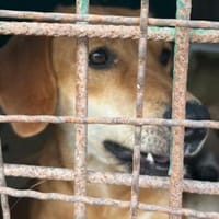Schüchterne Milena sucht Geborgenheit, Hündin zur Adoption