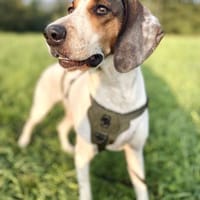 💜Asia - sanfte Hündin, Hündin zur Adoption