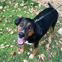 Elegante und ruhige Grace, Hündin zur Adoption