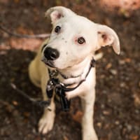 Frijda sucht ihr Zuhause, Hündin zur Adoption
