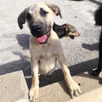 Pumba, Hund zur Adoption