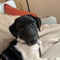 Spike sucht sein Zuhause, Hund zur Adoption