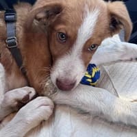 Struppy sucht sein Zuhause, Hund zur Adoption