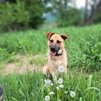 Dasty wartet auf Pflegestelle in HH!, Hund zur Adoption