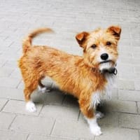 Nala, sehr liebe Hündin, Hündin zur Adoption