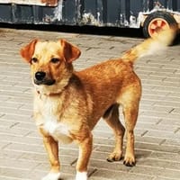 Jimmi, freundlicher Rüde, Hund zur Adoption