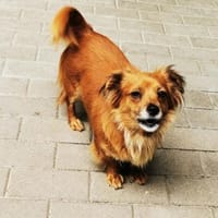 Fibi, bezaubernde Hündin, Hündin zur Adoption