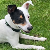 MILO 💙 Auf der Suche nach neuem Zuhause, Hund zur Adoption