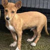 Chips, verspielter Welpe, Hund zur Adoption
