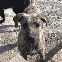 Timon, Hund zur Adoption