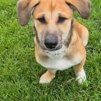 Taavi sucht sein Zuhause, Hund zur Adoption