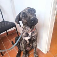 Isa, Hündin zur Adoption