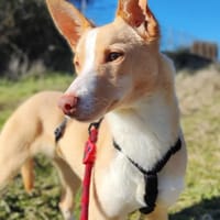 Limon auf PS in Deutschland, Hund zur Adoption