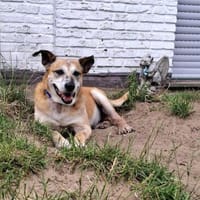 Kurt - Hundeopi sucht Gnadenplatz, Hund zur Adoption