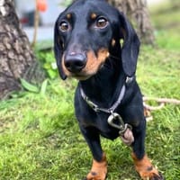 Mojo - gesprächig&aufgeschlossen, Hund zur Adoption