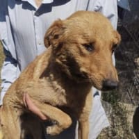 Fibi 43 cm (Pflegestelle), Hündin zur Adoption