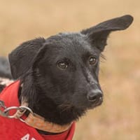 CASPER, m., kastr., Mischling, ca. 35 cm, Hund zur Adoption