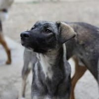 Junghund MORITZ sucht sein Zuhause!, Hund zur Adoption