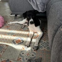 Ricky sucht sein Zuhause, Hund zur Adoption