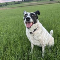 Smilla sucht ein neues Zuhause, Hündin zur Adoption