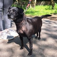 Kleine, alte Sonia sucht Zuhause!  49434, Hündin zur Adoption