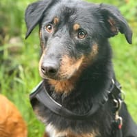 Noah sucht seine Lieblingsmenschen..., Hund zur Adoption