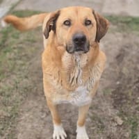 Kuschelbär Simba sucht sein Zuhause, Hund zur Adoption
