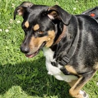 YANA - sucht liebevolles Zuhause, Hündin zur Adoption